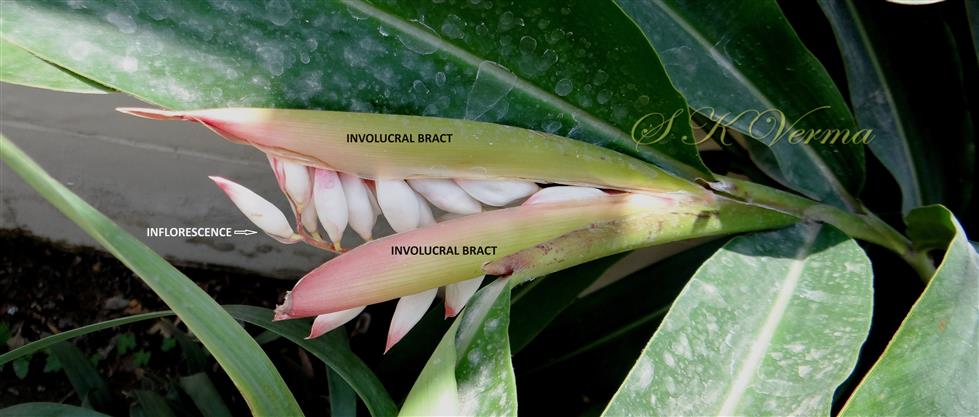  Involucre